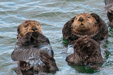 Viking Travel Inc. / AlaskaFerry.com | Petersburg, Alaska | Alaska Sea Adventures