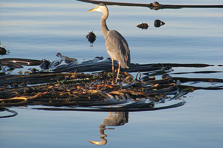 Viking Travel Inc. / AlaskaFerry.com | Petersburg, Alaska | British Columbia Ferry