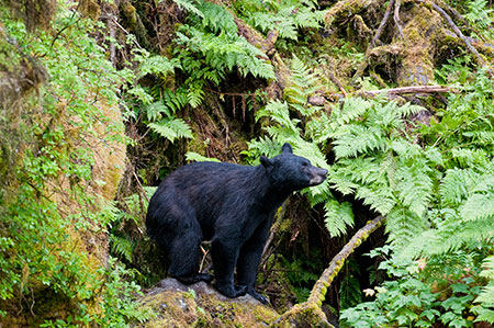 Viking Travel Inc. / AlaskaFerry.com | Petersburg, Alaska | Anan Bear Observatory